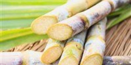 قصب السكر يعود بقوة.. هل تحقق مصر الاكتفاء الذاتي أخيرًا - بلس 48