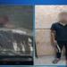 ضبط متهم اعتدى على قريبه وصعقه بالكهرباء داخل حظيرة ماشية بالشرقية - بلس 48