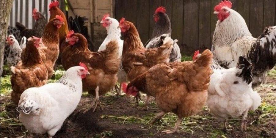 بكام الفراخ النهاردة؟.. مفاجأة جديدة في أسعار الدواجن والبيض اليوم الخميس 3 يوليو 2025 - بلس 48