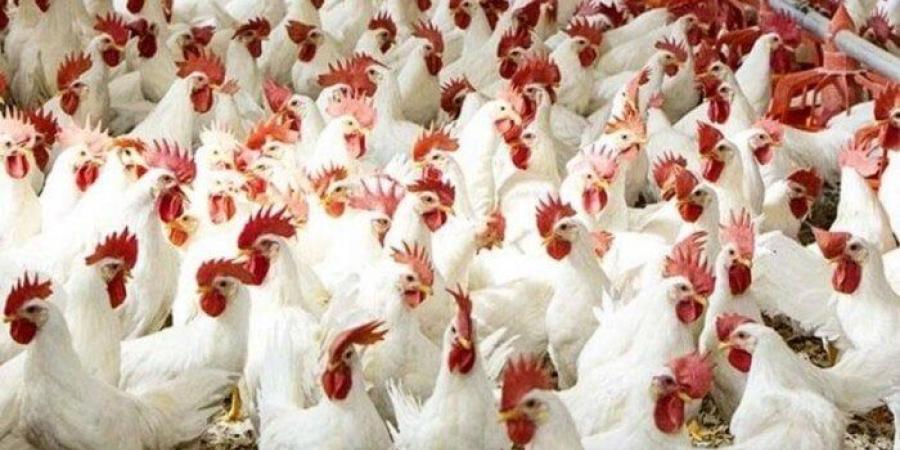 بورصة الدواجن اليوم الجمعة 4-7-2025.. أسعار الفراخ البيضاء والبلدي في الأسواق - بلس 48