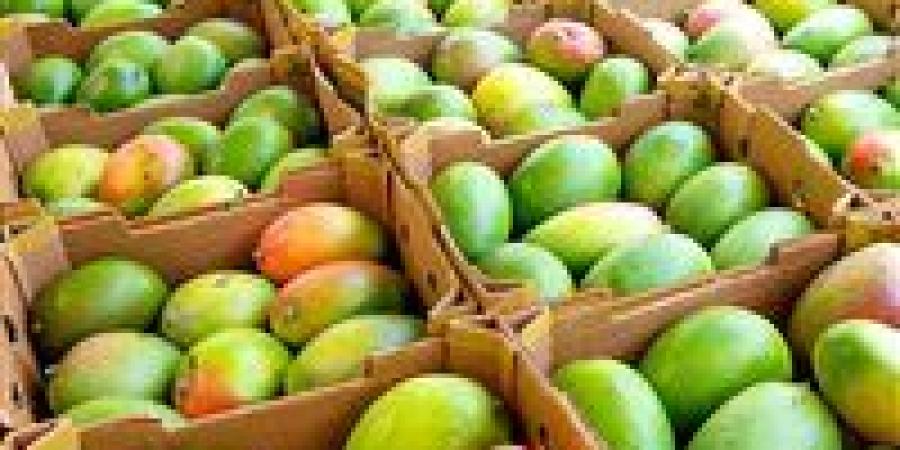 لماذا ارتفعت أسعار المانجو في الأسواق؟.. عوامل الطقس والتصدير تحت المجهر - بلس 48