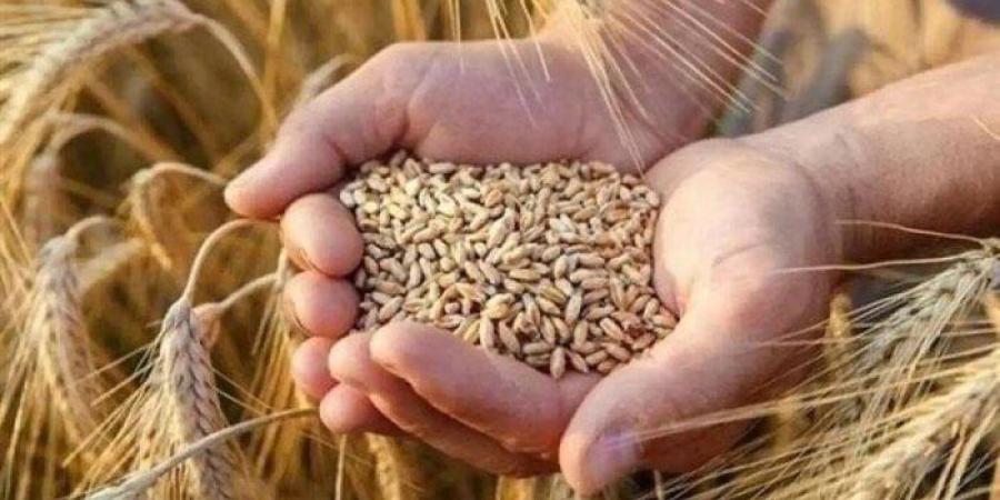 سعر الأرز الشعير اليوم الإثنين 4 أغسطس 2025 في الأسواق - بلس 48