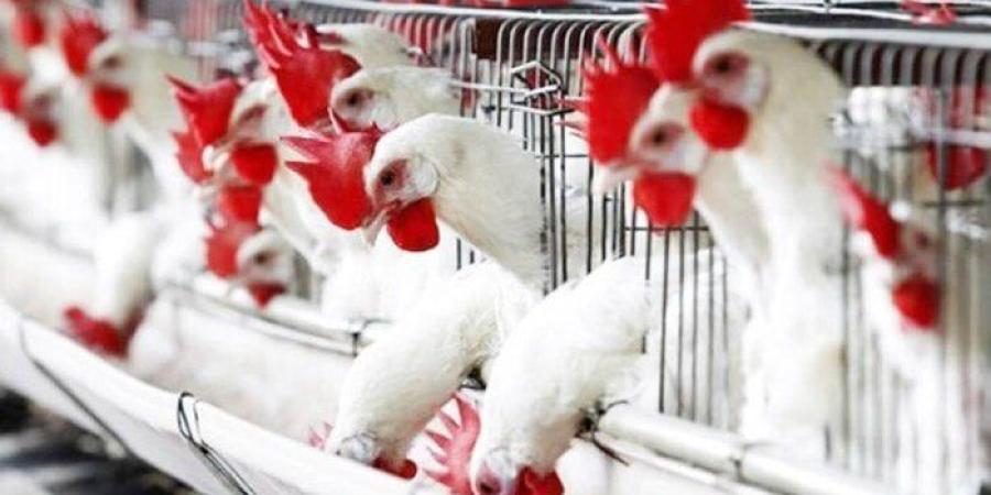 سعر الفراخ البيضاء في بورصة الدواجن اليوم الإثنين 11 أغسطس 2025 - بلس 48