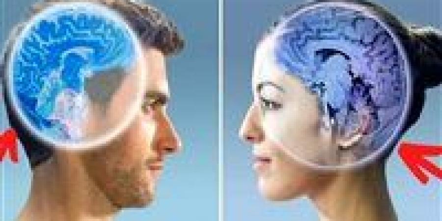 اختلافات دماغ الرجل والمرأة.. أسرار علمية تغيّر النظرة التقليدية - بلس 48