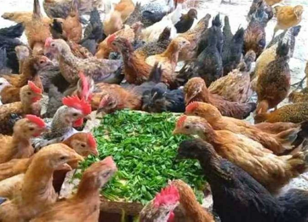 أسعار الفراخ البيضاء والحمراء في أسواق مطروح اليوم الأربعاء 10 يونيو 2026