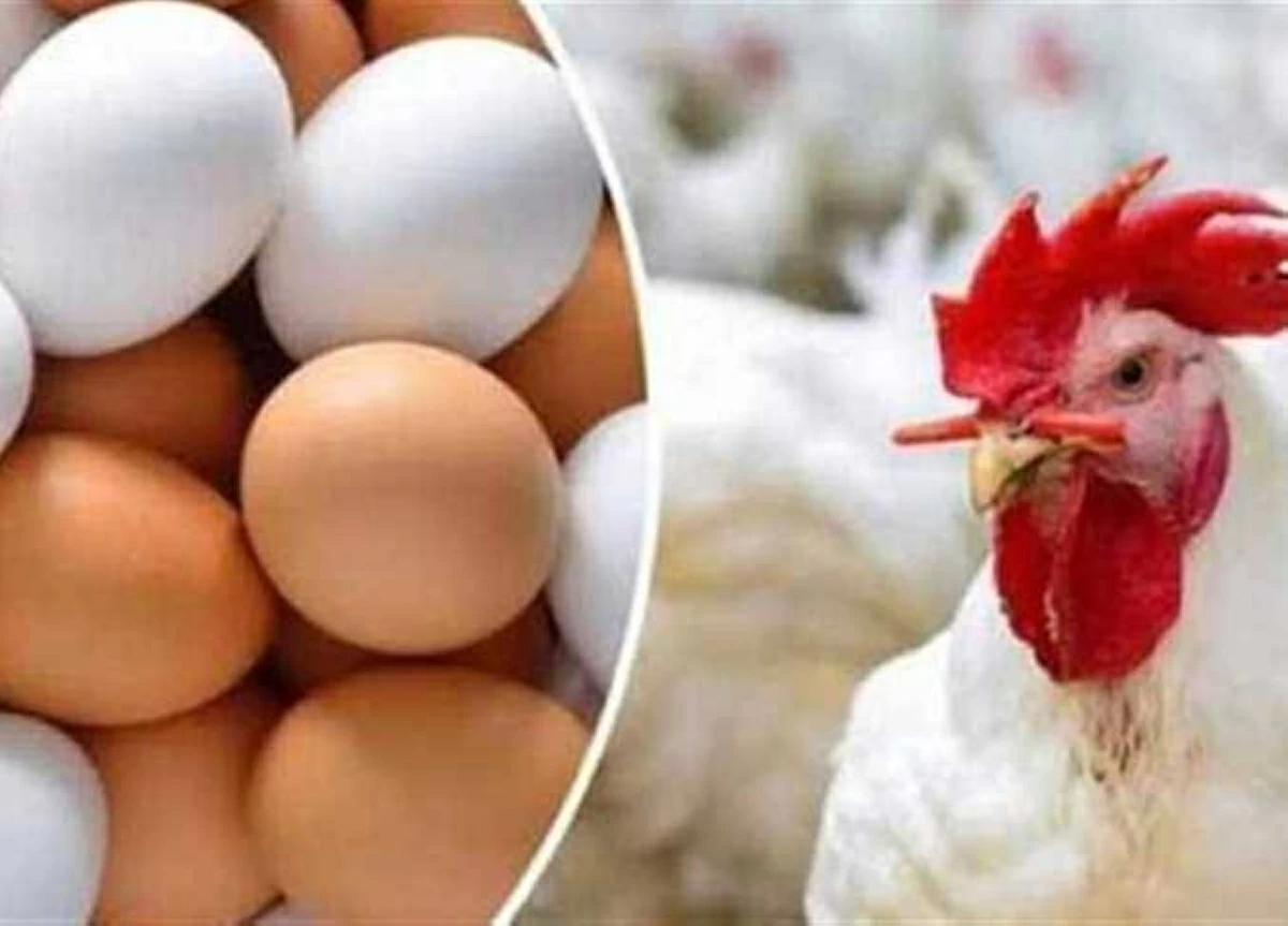 بكام الفراخ البيضاء؟.. أسعار الدواجن والبيض في أسواق الشرقية اليوم الأحد 14-6-2026