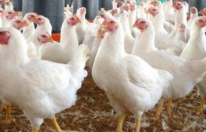 بالبلدي: سعر الفراخ البيضاء اليوم في مصر بعد التراجع الأخير