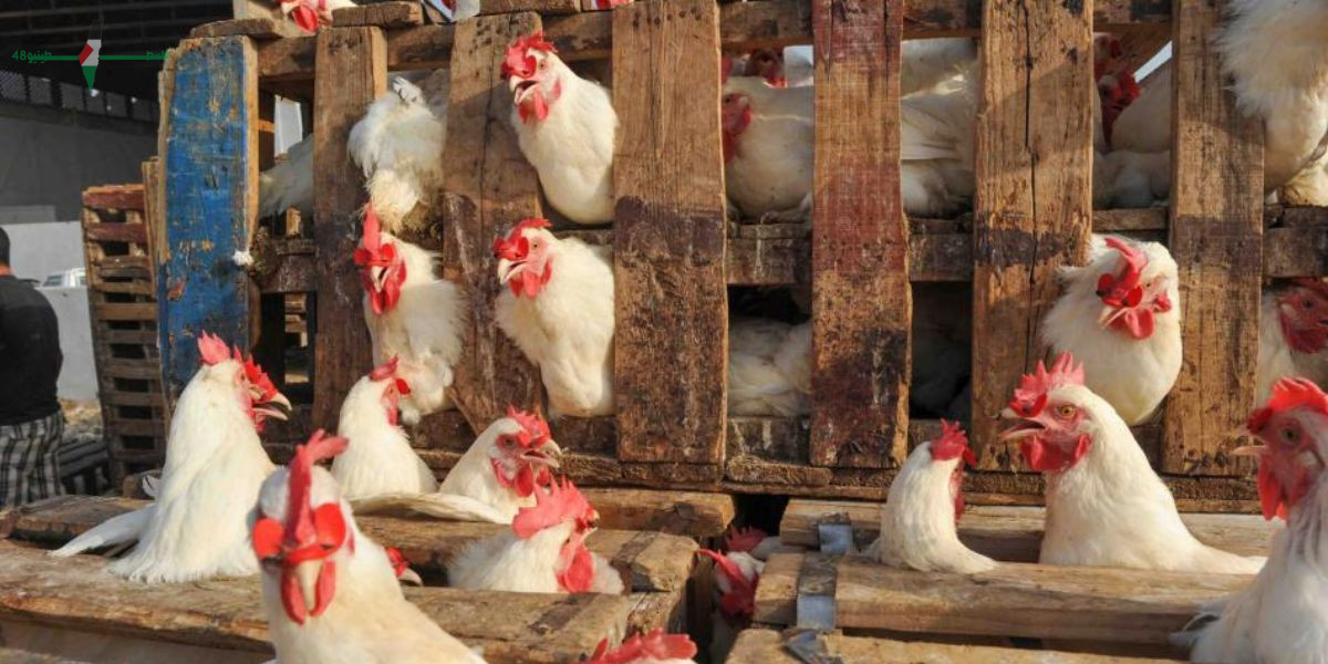 بعد عيد الأضحى انخفاض طفيف في أسعار الدجاج في الأسواق المحلية