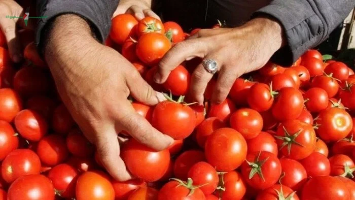 سعر كيلو الطماطم اليوم الخميس 4 يونيو 2026 بعد وصوله إلى 60 جنيهًا