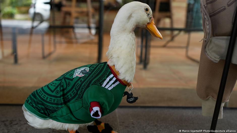 كأس العالم 2026: “بطة” تسرق الأضواء من نجوم منتخب المكسيك!